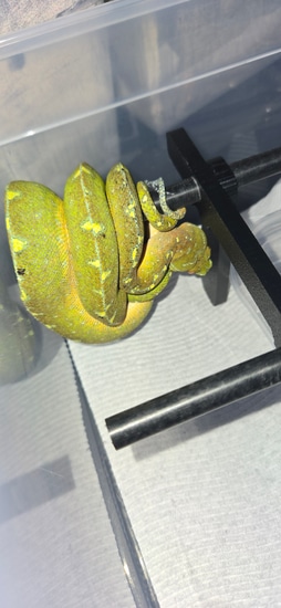 Designer Green Tree Python by Perched-Up Pythons