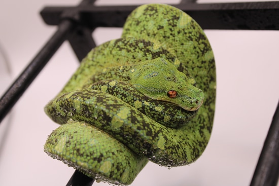 Designer Green Tree Python by Perched-Up Pythons