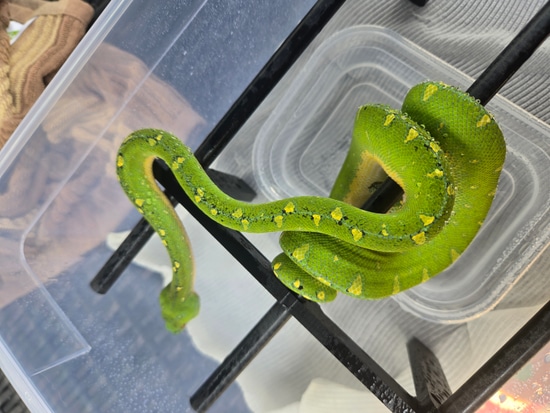 Designer Green Tree Python by Perched-Up Pythons