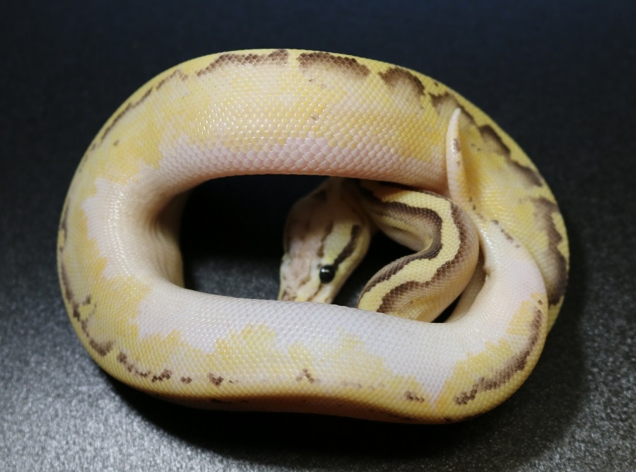 Pastel Sulfur Disco Ball Python by Regius Creations MorphMarket