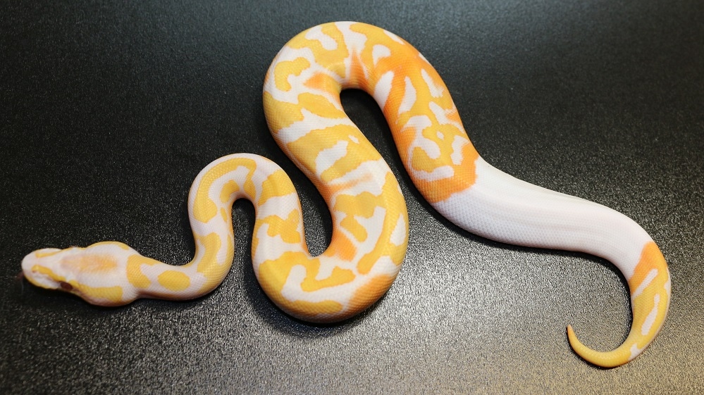 Dreamsicle Ball Python by Regius Creations - MorphMarket