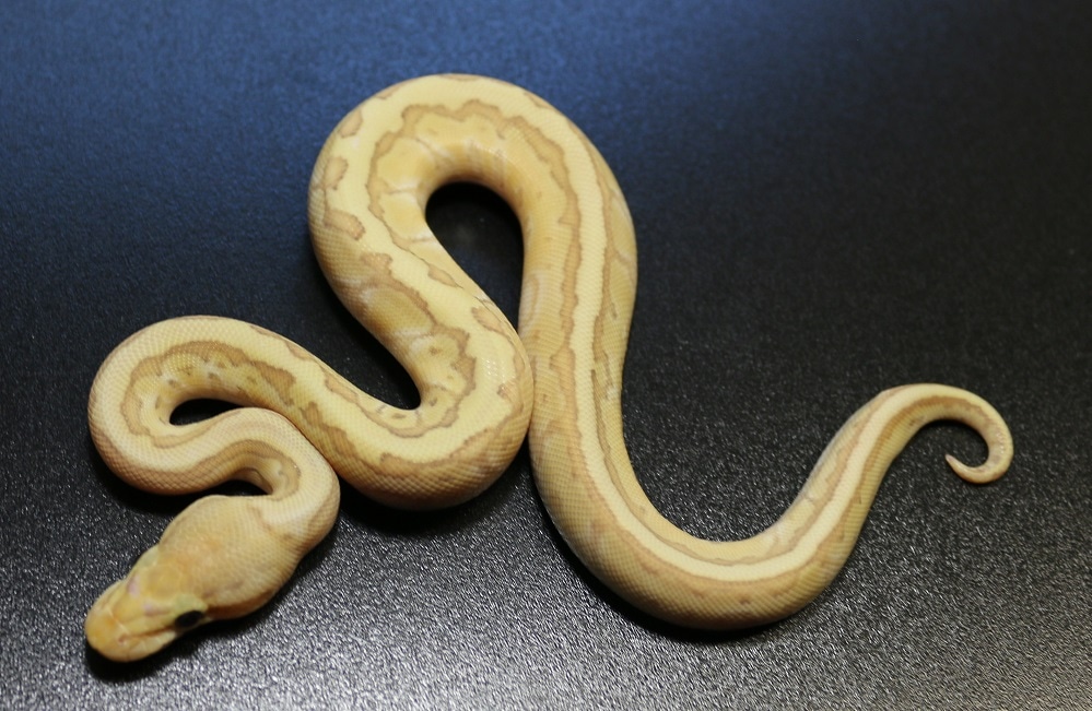 FEMALE MAKER Banana Kingpin Het Clown Ball Python by Regius Creations