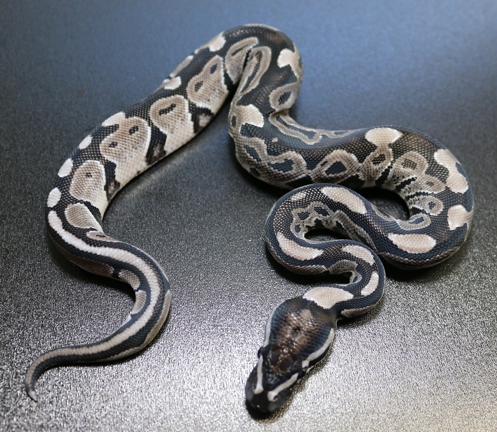 VPI Line Axanthic Ball Python by Regius Creations - MorphMarket