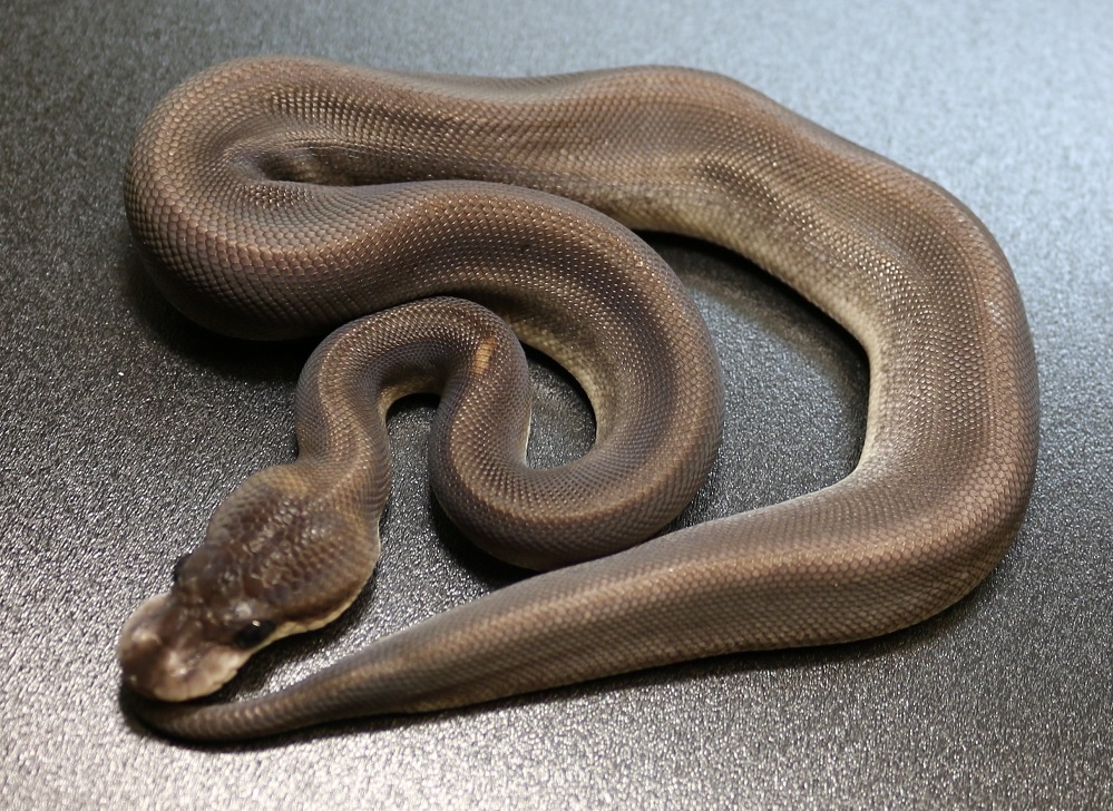 Super Cinnamon Ball Python by Regius Creations - MorphMarket