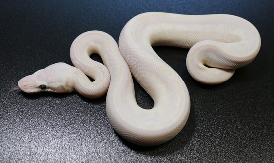 Pastel Mocha Ball Python Phantom Or Mocha Het Russo Possible Pastel Ball Python by Regius Creations