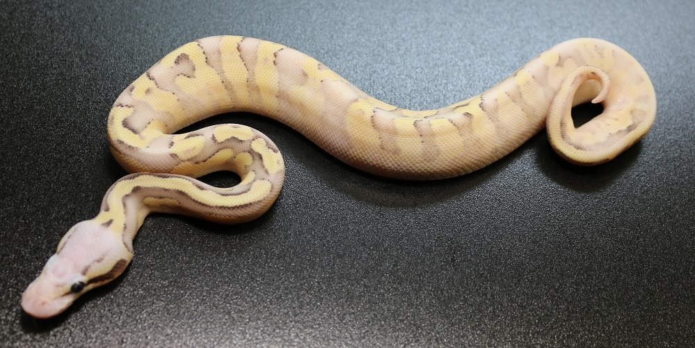 Super Pastel Vanilla Sulfur Or Disco Ball Python by Regius Creations