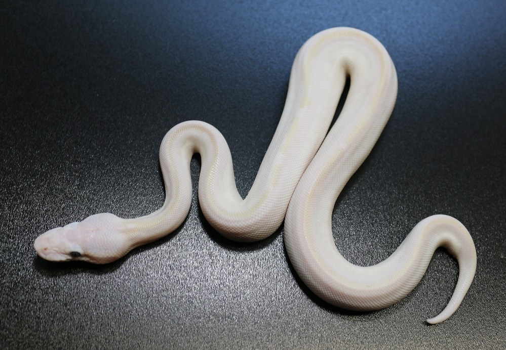 Pastel Mocha Ball Python Super Mocha Possible Pastel Ball Python by Regius Creations - MorphMarket