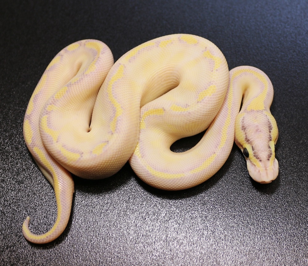 Pastel Enchi Ivory Ball Python by Regius Creations MorphMarket