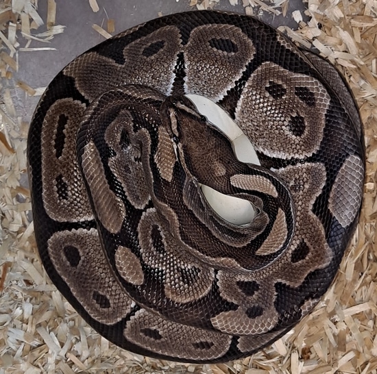 Proven Breeder VPI Axanthic Ball Python by Regius Creations