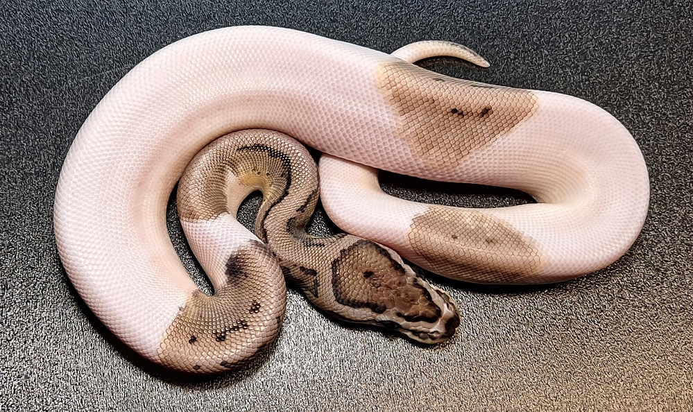 Pinstripe VPI Axanthic Pied Ball Python by Regius Creations - MorphMarket