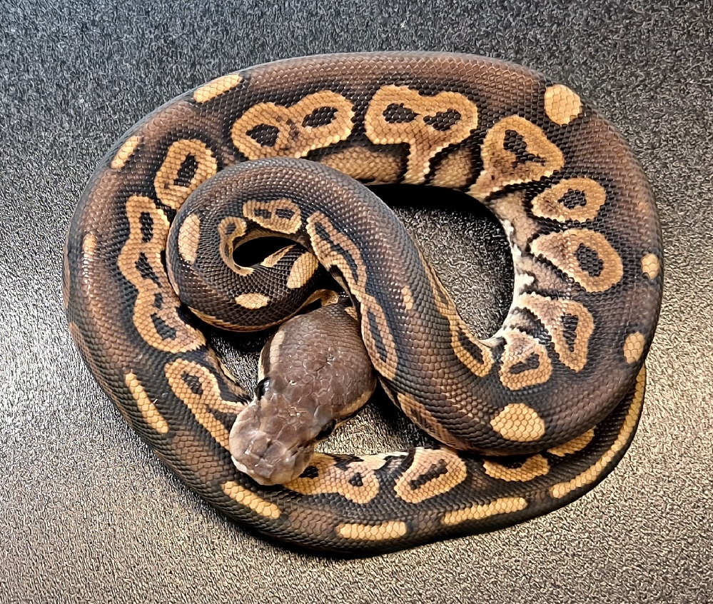 Cinnamon Het Sunset Ball Python by Regius Creations - MorphMarket