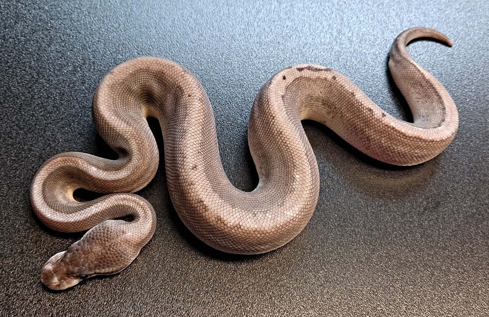 Silver Bullet Ball Python by Regius Creations - MorphMarket