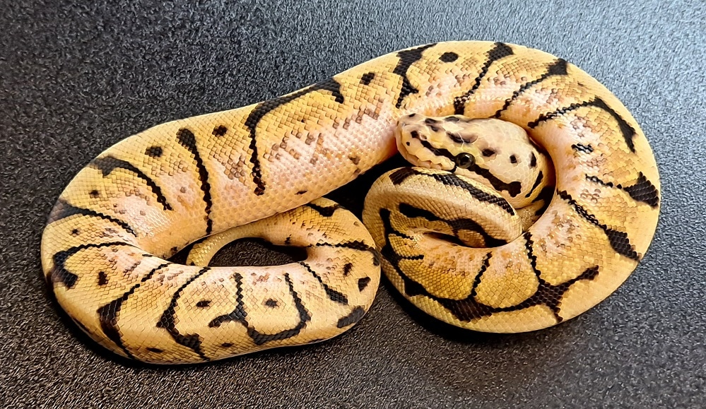 Bumblebee Ball Python by Regius Creations - MorphMarket