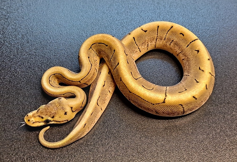 Spinner Het Ultramel Ball Python by Regius Creations - MorphMarket