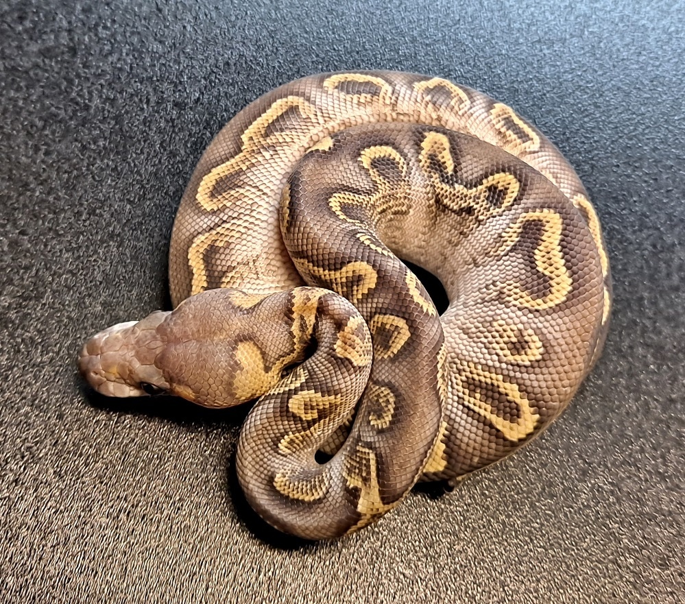 GHI Mojave Clown Possible Pastel Ball Python by Regius Creations