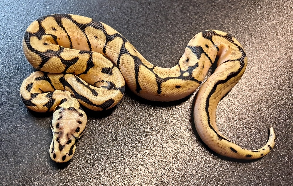 Bumblebee Het VPI Axanthic Ball Python by Regius Creations - MorphMarket