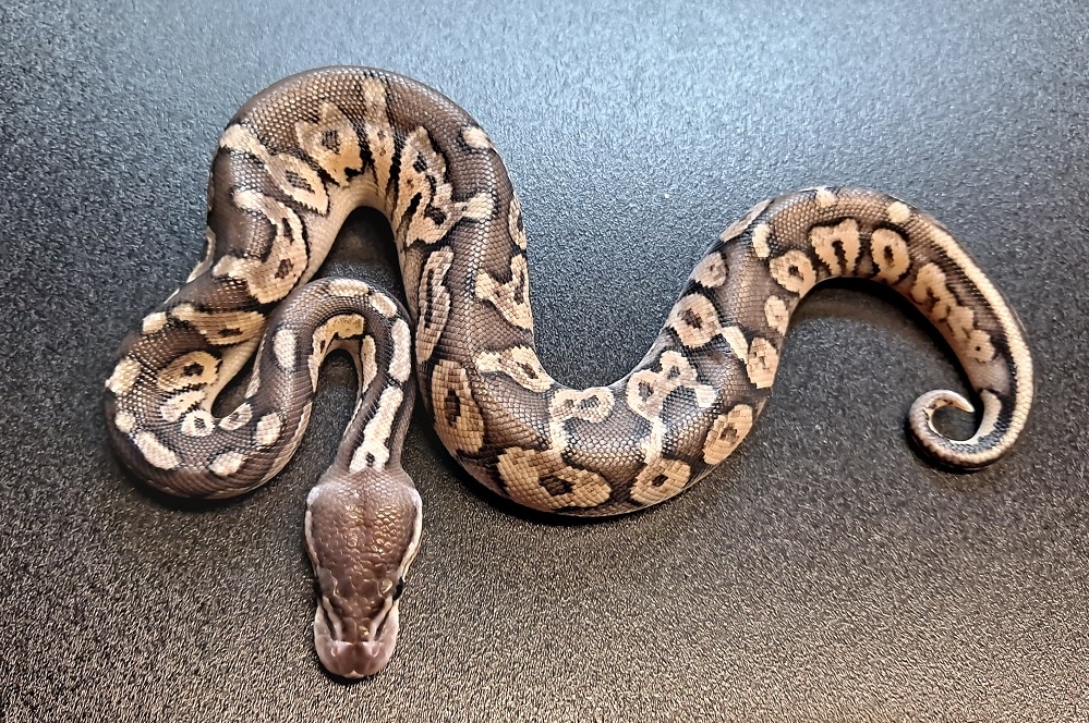 Pewter Python's Pewter Ball Python by Regius Creations - MorphMarket