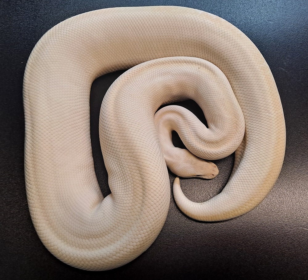 Proven Breeder Super Lesser Ball Python by Regius Creations - MorphMarket