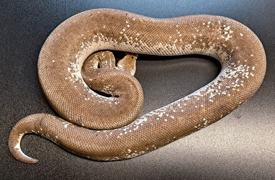 Silver Bullet Python Super Frustrating Silver Bullet Spinner Ball Python by Regius Creations