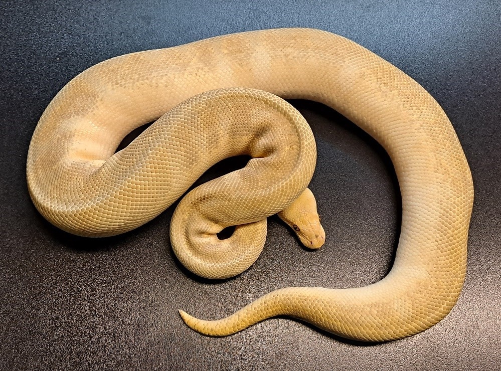 Proven Breeder Emperor Pin Clown Ball Python by Regius Creations ...