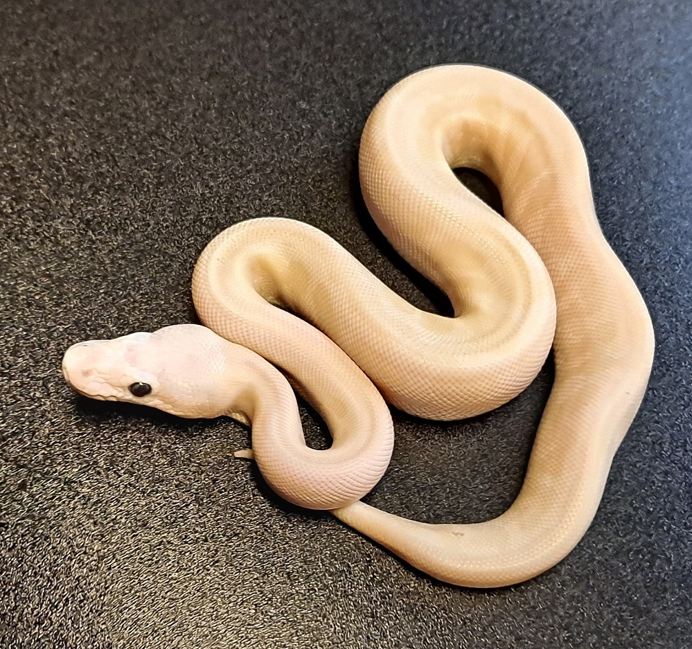 BEL Plus Ball Python by Regius Creations - MorphMarket