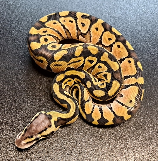 Pastel Mocha Ball Python Pastel Mocha Ball Python by Regius Creations