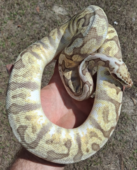 洋書　PYTHON REGIUS Python regius: Atlas of Colour Morphs Keeping and Breeding