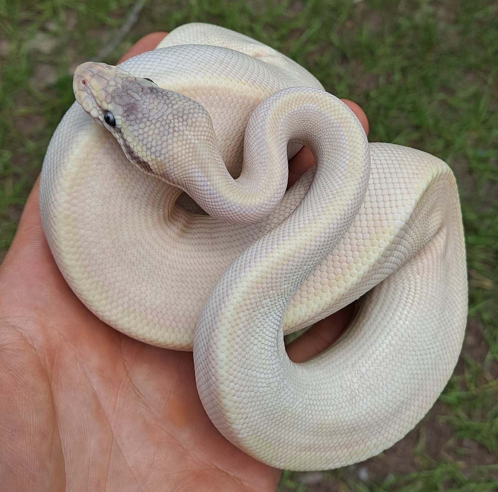 BEL Ball Python by Regius Creations - MorphMarket