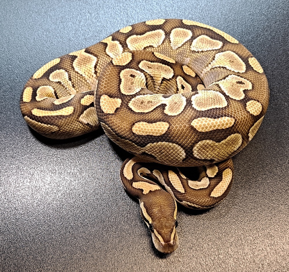 Lesser Ball Python by Regius Creations - MorphMarket