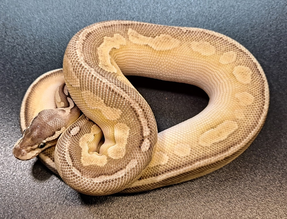 Pastel Lesser Cinnamon Ball Python by Regius Creations - MorphMarket