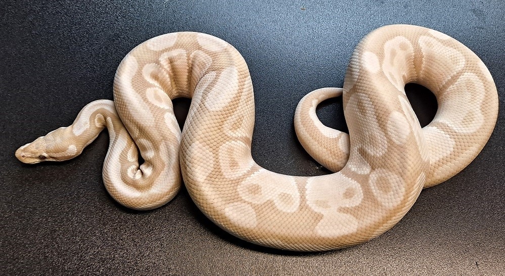Lavender Snow Ball Python by Regius Creations - MorphMarket