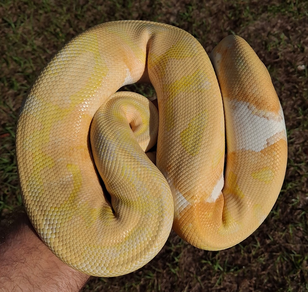 Dreamsicle Ball Python by Regius Creations - MorphMarket