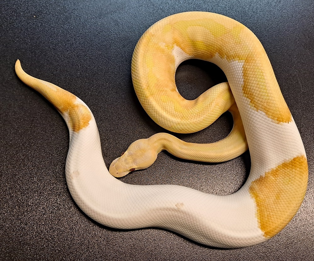 Dreamsicle Ball Python by Regius Creations - MorphMarket
