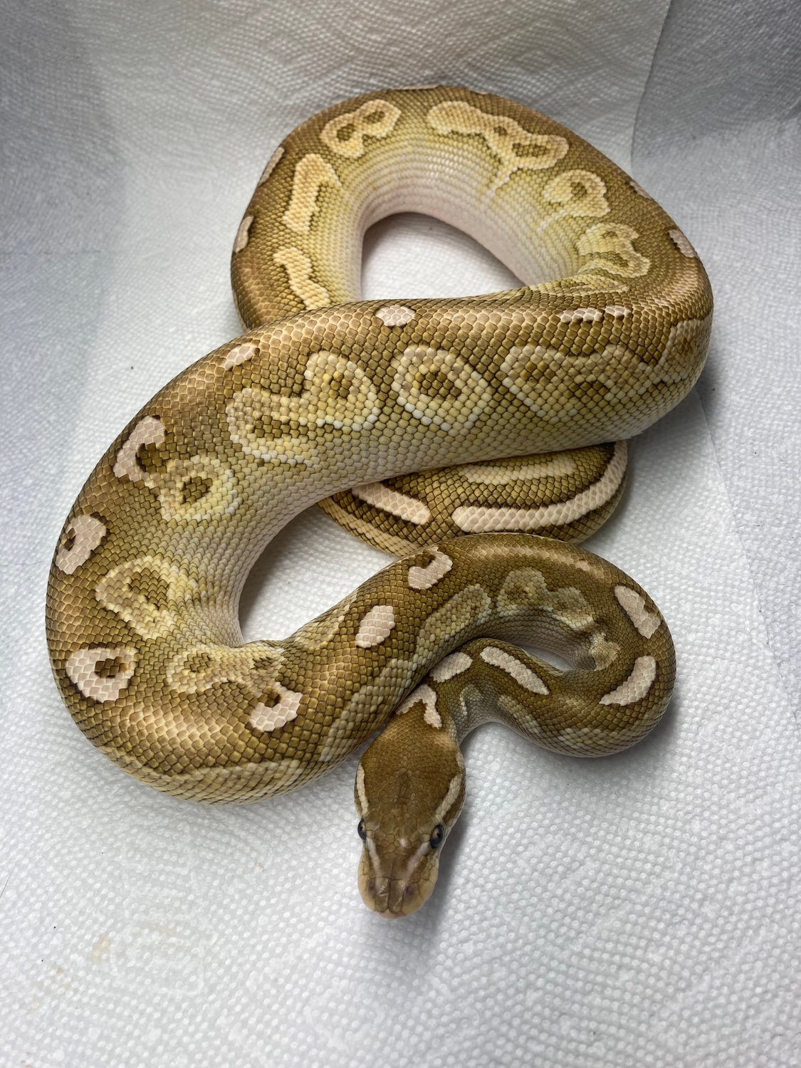 Pastel Lesser Cinnamon Pos Fire Ball Python by Forest Floor Frogs ...