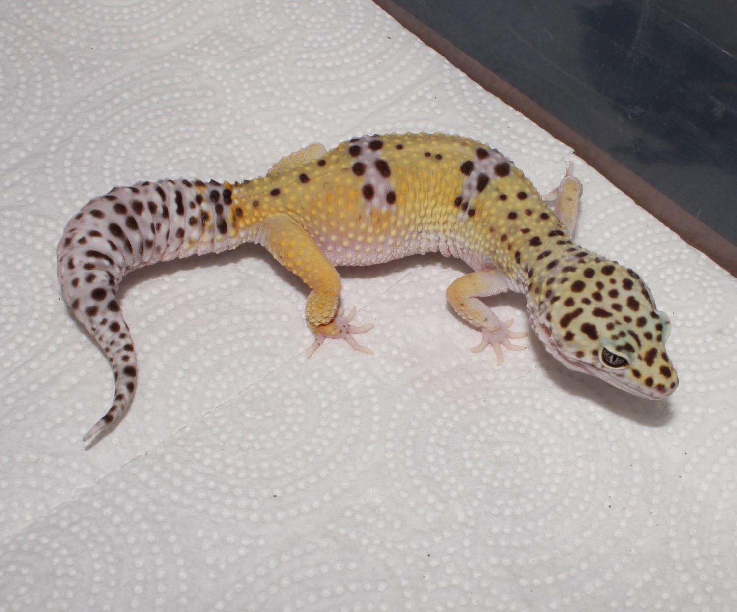 Het Cipher, & Marble Eye Leopard Gecko by Impeccable Gecko - MorphMarket