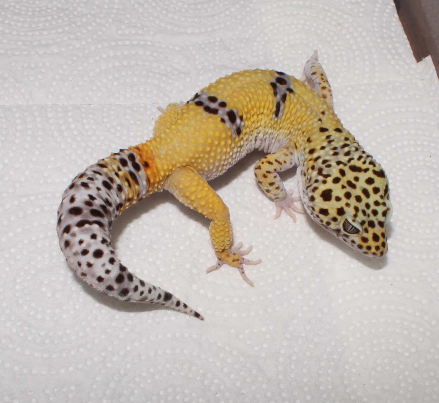 Het Marble Eye 66 Ph Cipher Leopard Gecko by Impeccable Gecko