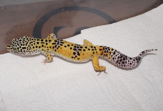 Het Marble Eye 66% Ph Cipher Leopard Gecko by Impeccable Gecko