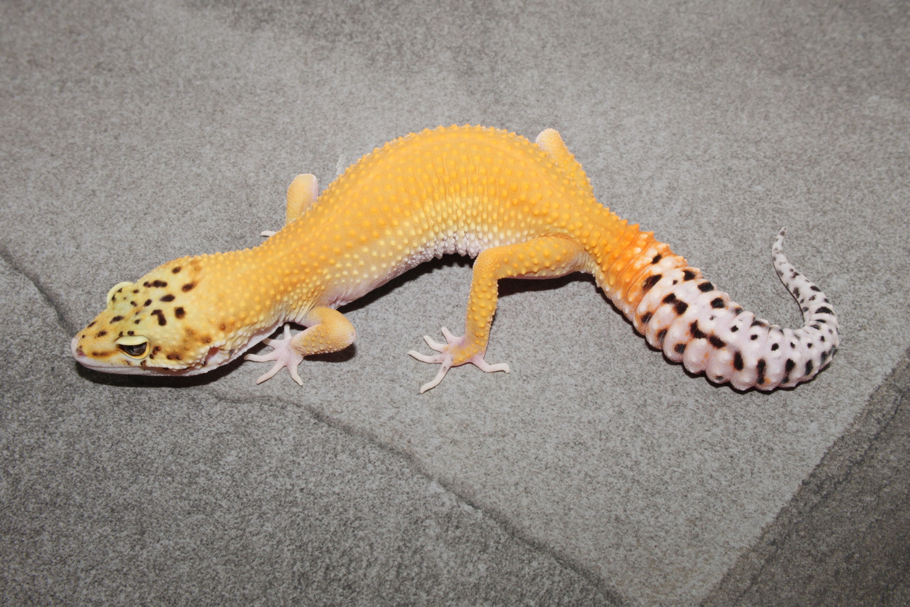 その他 Leopard Geckos All available Leopard Geckos | Geckoboa