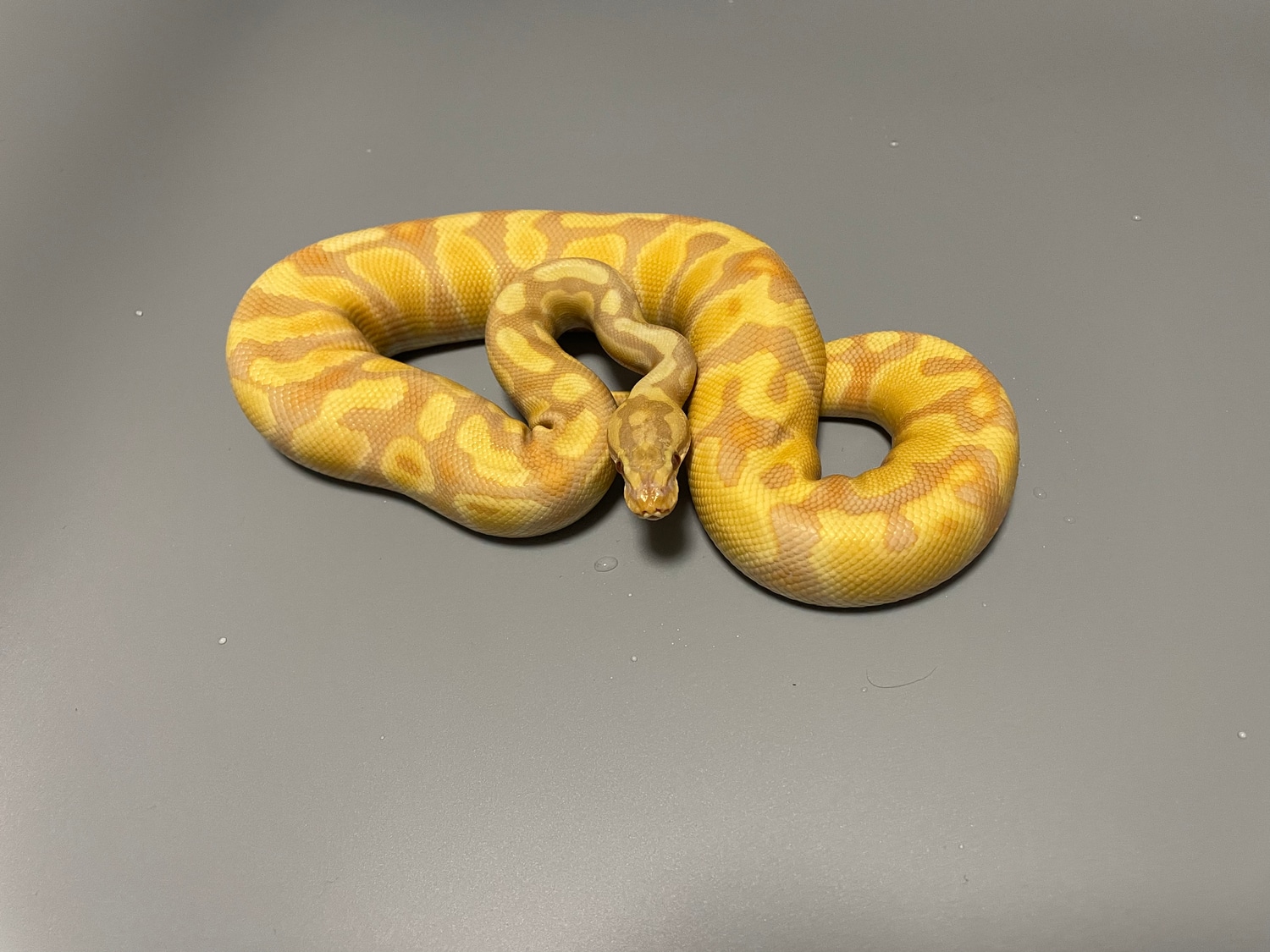 Manuel's Pythons's Collection - MorphMarket