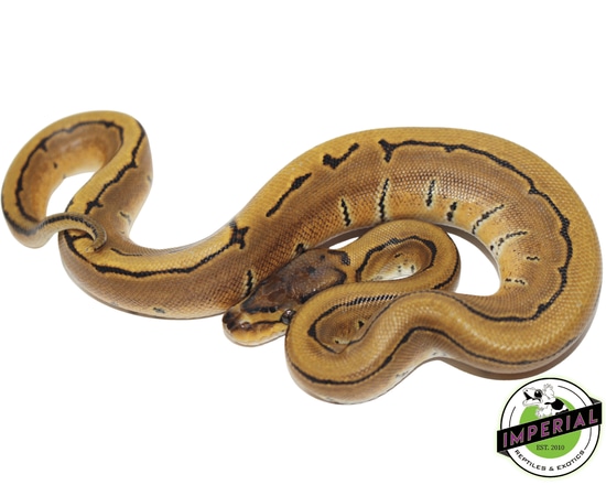Reduced Pinstripe Ball Python by Imperial Reptiles & Exotics, LLC