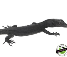 black water monitor for sale