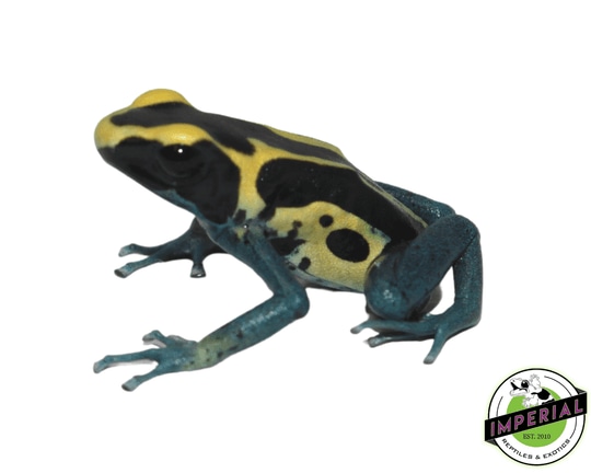 Dendrobates Tinctorius "Patricia" Poison Dart Frog Baby Other Dart Frog