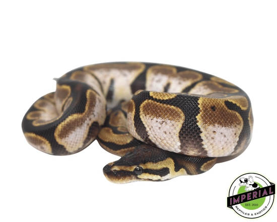 Calico Ball Python by Imperial Reptiles & Exotics, LLC