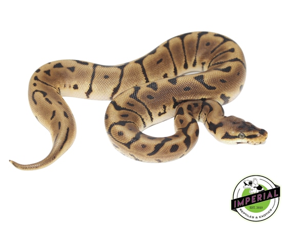 Leopard Spider Ball Python Leopard Spider Ball Python by Imperial Reptiles & Exotics, LLC