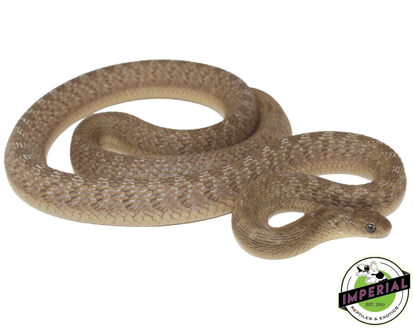 African Egg Eating Snake (Dasypeltis Gansi) More Colubrid by Imperial