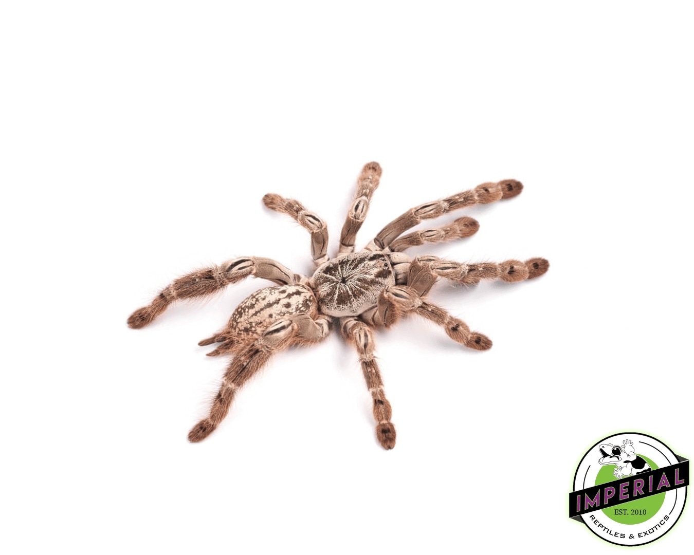 Ornamental Baboon Tarantula by Imperial Reptiles & Exotics, LLC