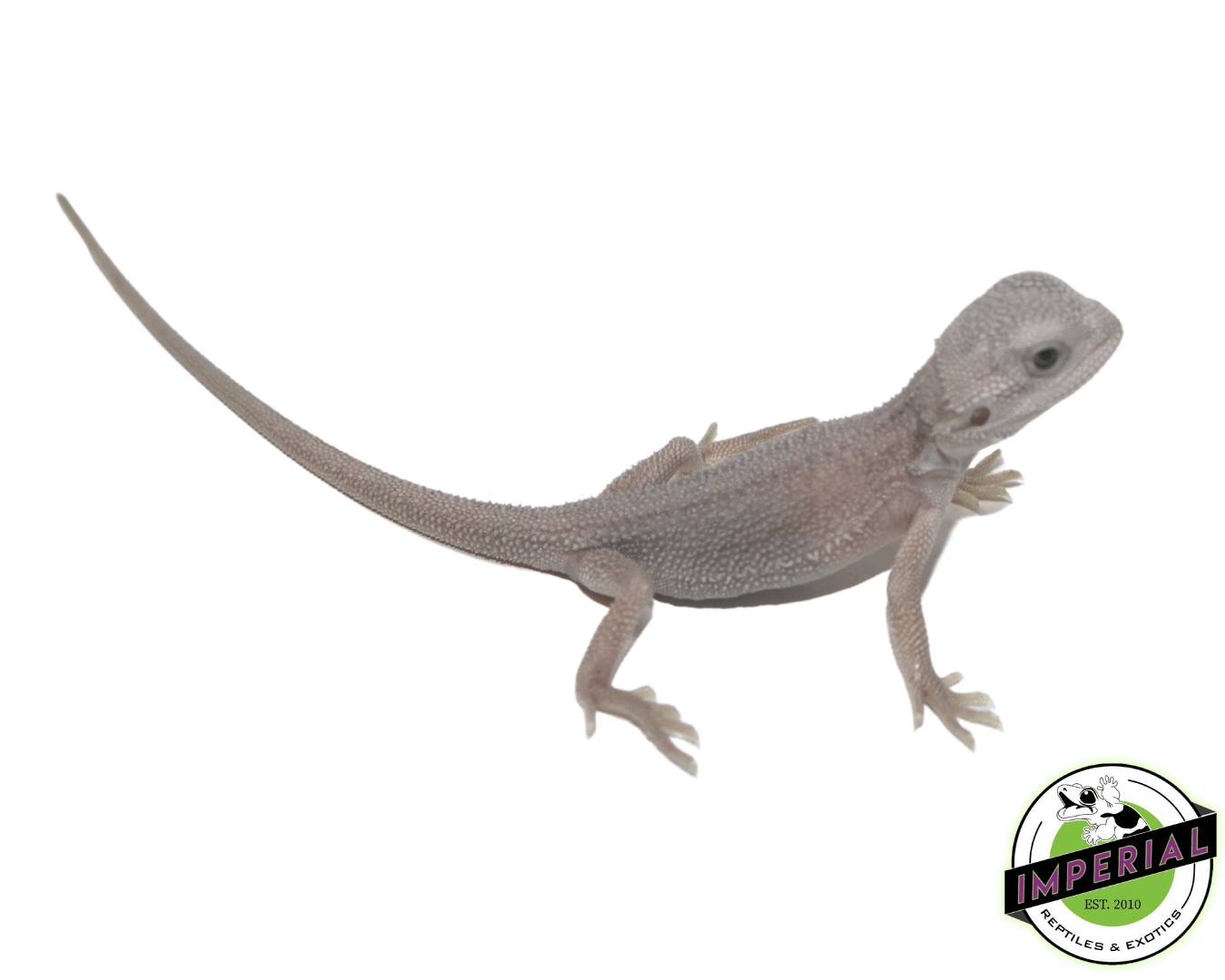 Hypo Zero Bearded Dragon Baby Central Bearded Dragon by Imperial