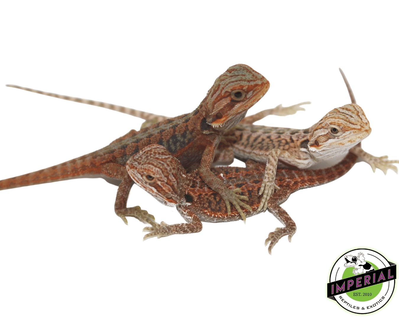 Premium Red Bearded Dragon Baby Central Bearded Dragon by Imperial