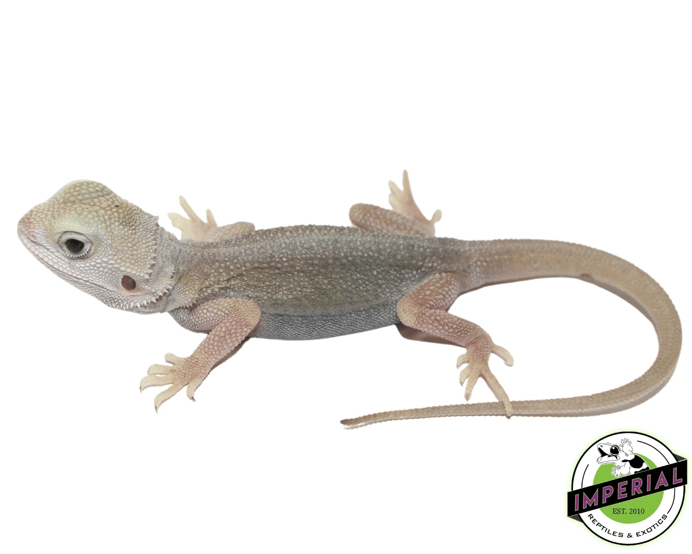 Hypo Translucent Dunner Witblits Bearded Dragon Baby Central Bearded