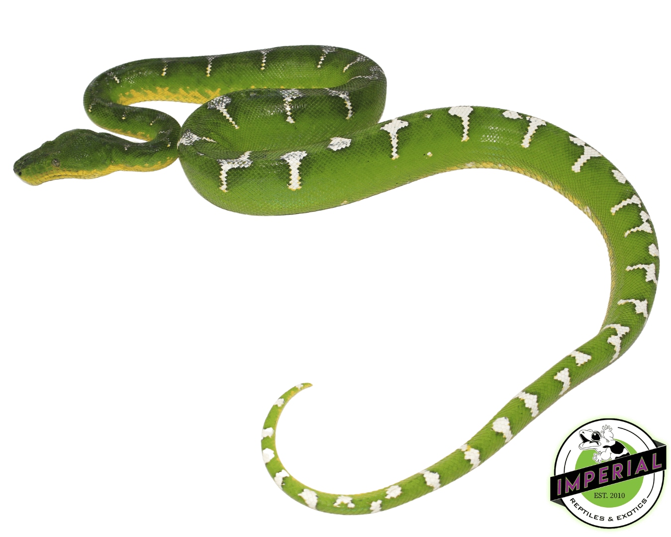 Emerald Tree Boa Northern Emerald Tree Boa by Imperial Reptiles